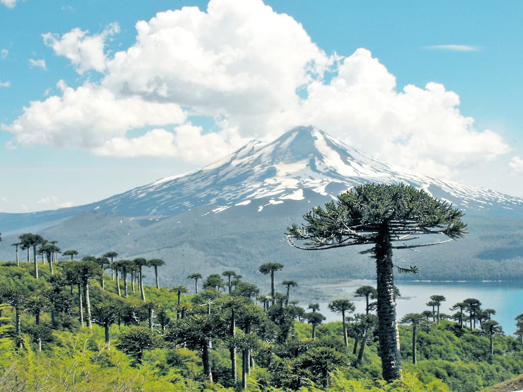Bosque de Araucarias